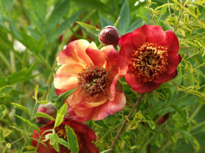 DSCF2132.JPG
