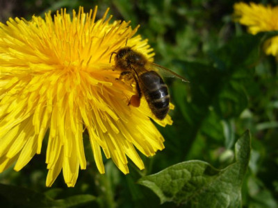 09.04.2007.10.JPG