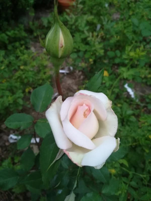 IMG_20180606_204606.jpg