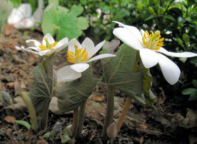 Sanguinaria0409.jpg