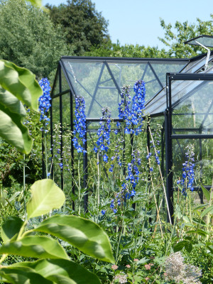 2018-06-07 Delphinium Sämling tiarello.jpg