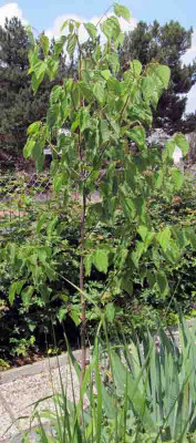 Rosinenbaum.jpg