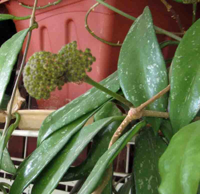 Hoya_mindorensis.jpg
