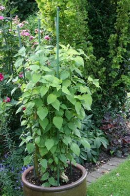 Andenbeere Beas Dicke0118.JPG