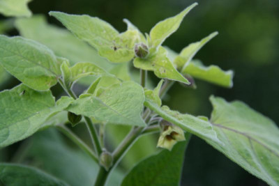 Andenbeere Beas Dicke0318.JPG