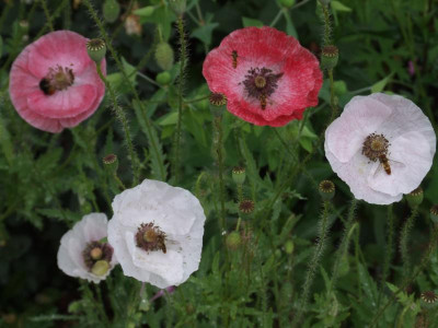 DSCF5384.JPG