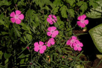DSCF6385_3264.JPG