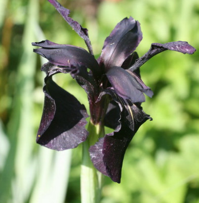 Iris chrysographes.JPG