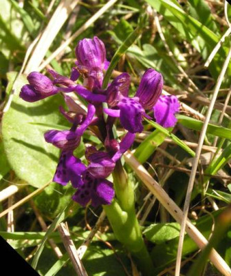 Orchis-bild_wolfg..jpg