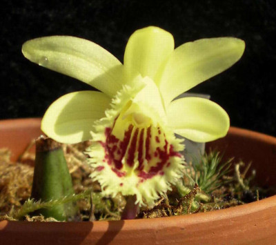 Pleione_forrestii_2007-04-10.JPG