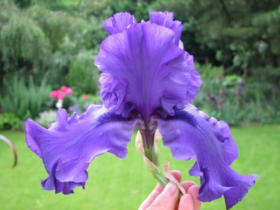 Iris Gypsy Romance.jpg