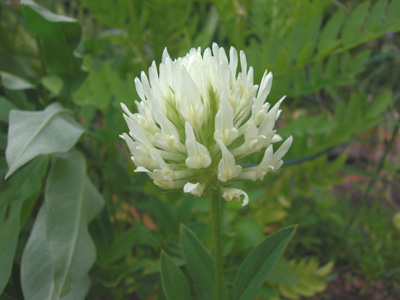 Trifolium_ochroleucon.jpg