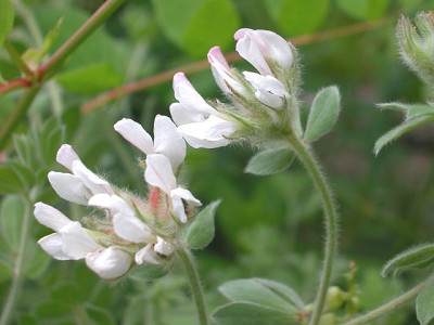 Dorycnium_hirsutum1.jpg