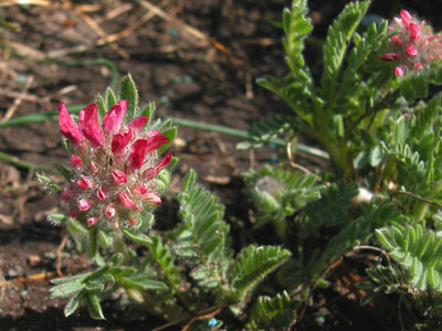 Anthyllis_montana_rubra.jpg