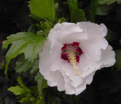 Hibiscus-Bluete_1-w.jpg