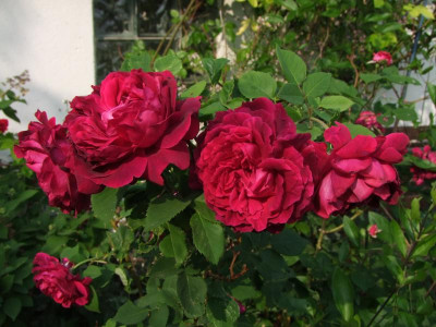 09.06.2018 12-05-12_3275.jpg