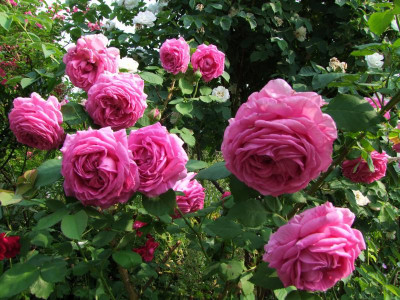 09.06.2018 12-05-21_3280.jpg