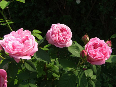 09.06.2018 12-06-44_3332.jpg