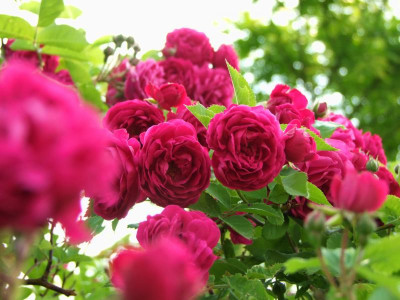 09.06.2018 12-06-47_3334.jpg