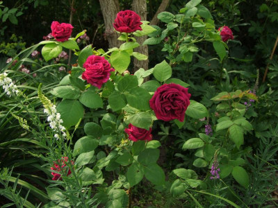 09.06.2018 12-07-51_3370.jpg