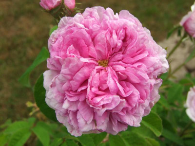 09.06.2018 12-12-41_3519.jpg