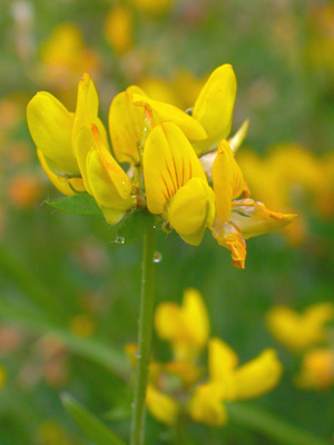 Lotus_uliginosus.jpg