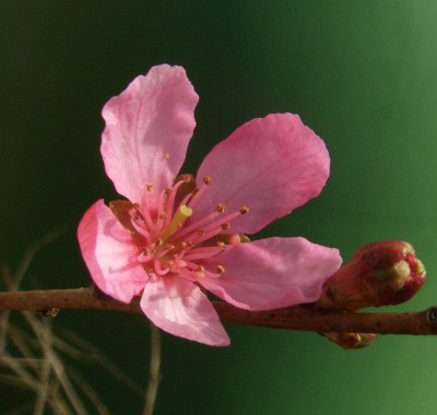 Prunus_tenella_Firehill_07.jpg