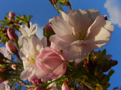 Prunus_serrulata_Amanogawa_07.jpg