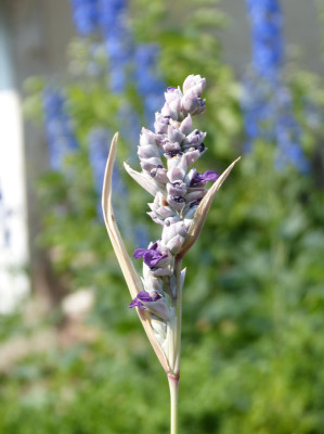 2018-06-09 Thalia dealbata.jpg