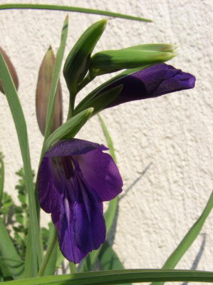 Gladiolus_atroviolaceus.jpg