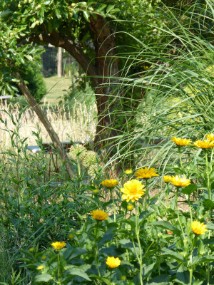 2018-06-09 Gartenimpressionen 3.jpg
