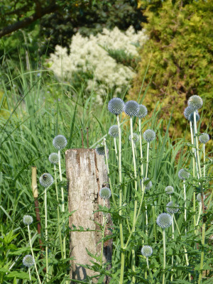 2018-06-09 Gartenimpressionen 4.jpg