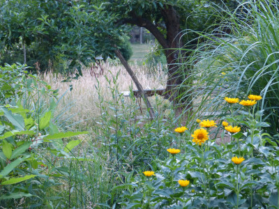 2018-06-09 Gartenimpressionen 5.jpg