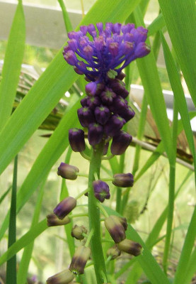 Muscari_spreitzenhoferi_07.jpg