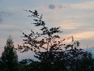 2018-06-09 Gartenimpressionen 7.jpg