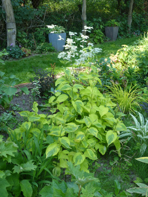 2018-06-09 Cornus alba 'Spaethii'.jpg
