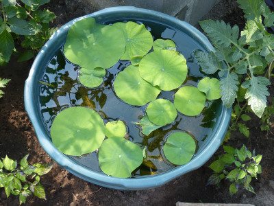 2018-06-09 Nelumbo 'White Jade'.jpg