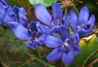 Babiana_angustifolia_2._Varietat_07.jpg