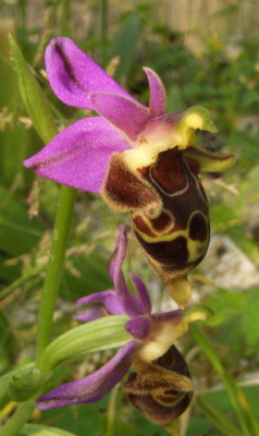 Ophrys_heldreichii_07.jpg