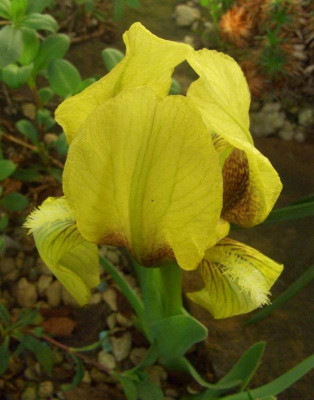 Iris_nameless_dwarf_07.jpg