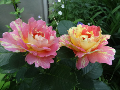 Malerrose de Cisterciens.JPG