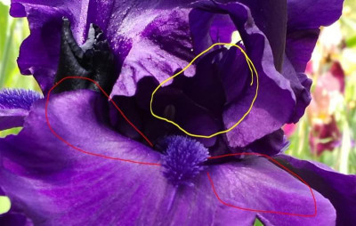 Iris2.JPG
