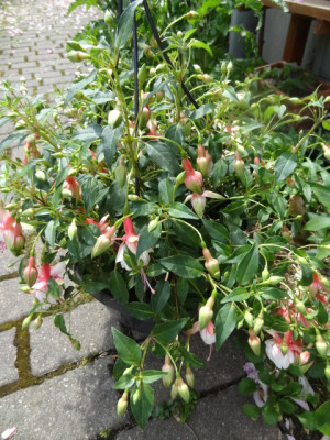 fuchsien.JPG