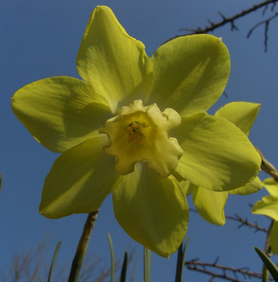 Narcissus_Pippit_07.jpg