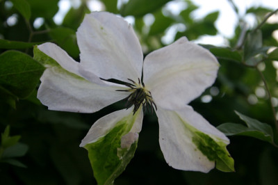 Cl.vit.Caerulea Luxerians0308a.jpg