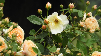 DSCN3094.JPG