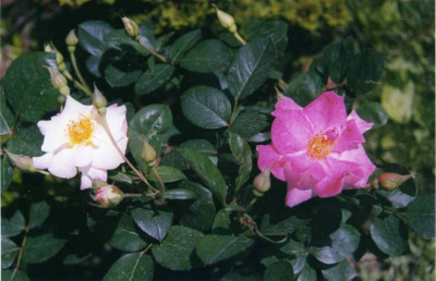 Citron-Fraise2.jpg