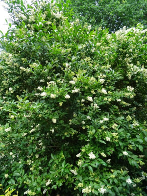 Ligustrum Black Pearl June 2018.JPG