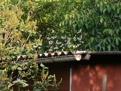 R_Felicite_et_Perpetue_20180608_184118.jpg
