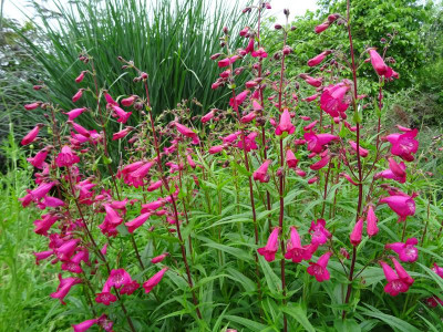 Penstemon Andenken an Friedrich Hahn June 2018.JPG
